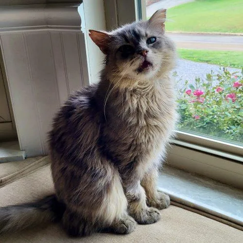 Finnegan