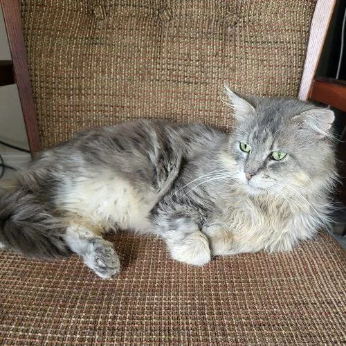 Finnegan thumbnail 4