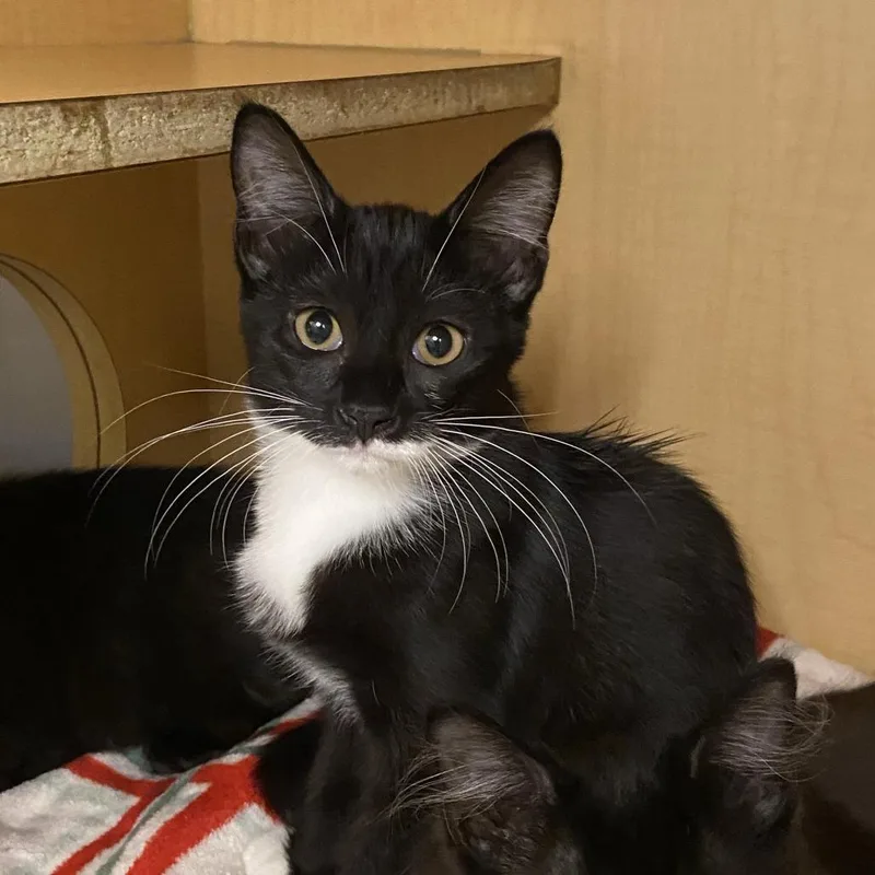 A baby small-sized female Black Domestic Short Hair cat named Garnet for adoption in Washington Township, OH