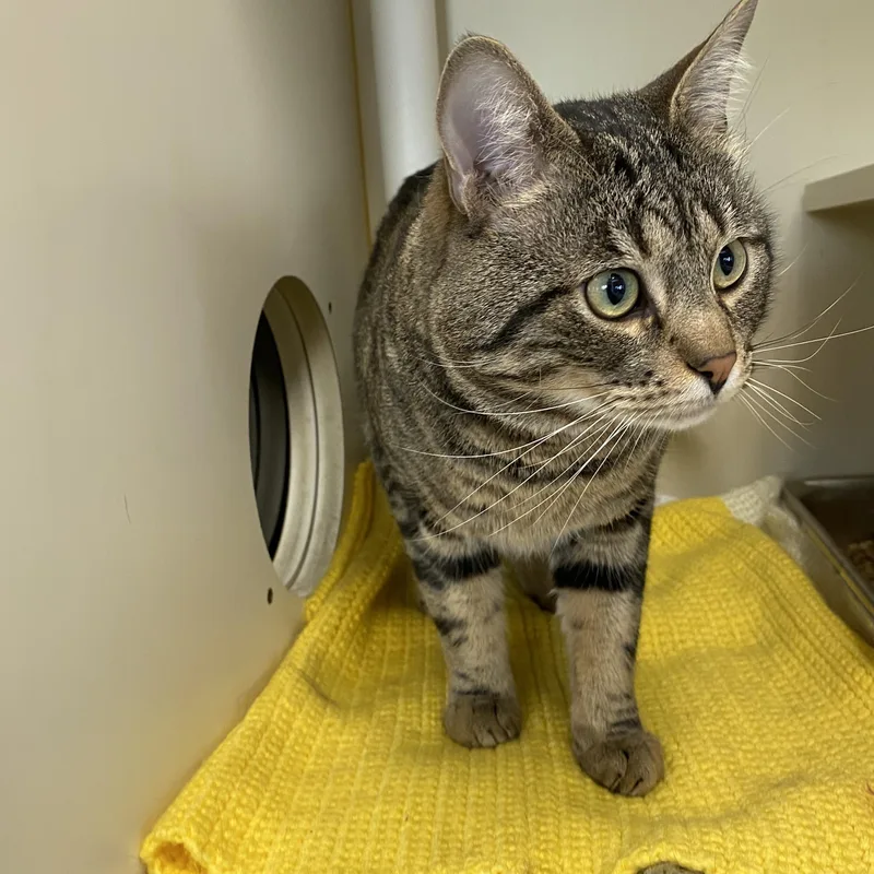 An adult medium-sized male Tabby (Brown / Chocolate) Domestic Short Hair cat named Leon for adoption in Somerset, NJ