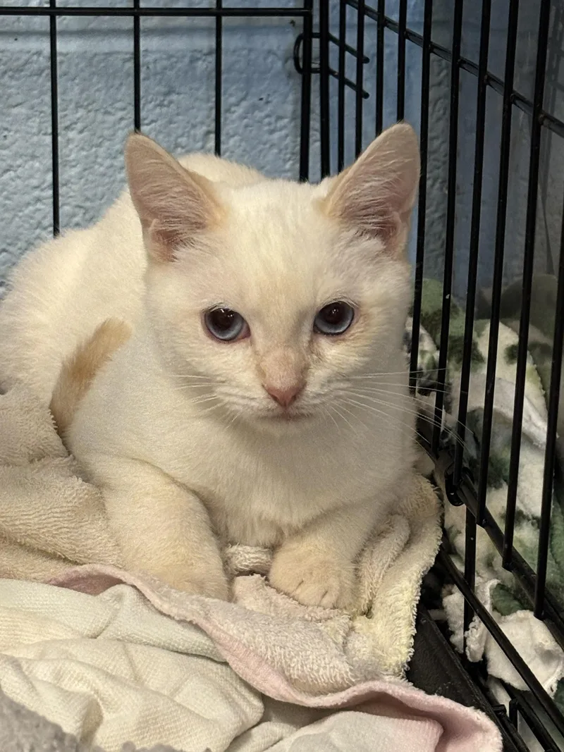 A young small-sized male Siamese cat named BayBay for adoption in Bedford, VA