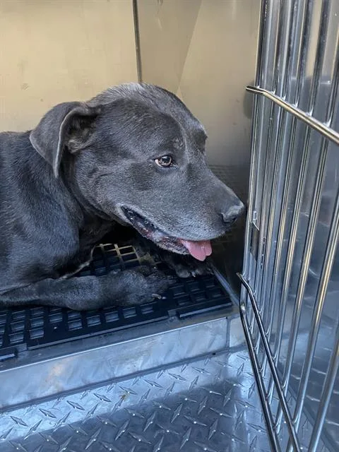 An adult large-sized male Mixed Breed dog named Gray for adoption in Dallas, TX