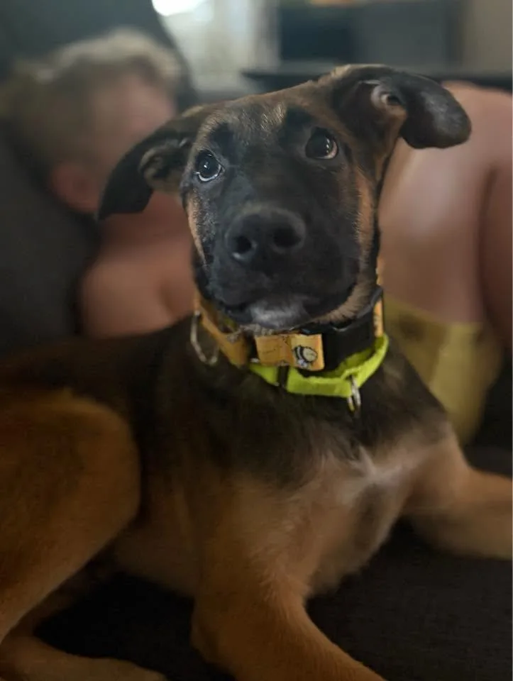 A baby medium-sized male Mixed Breed dog named Bb for adoption in Pembroke, MA