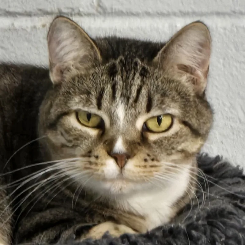 A senior small-sized female Brown / Chocolate Domestic Short Hair cat named Tiger for adoption in Lexington, SC