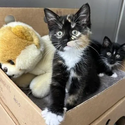 A baby small-sized female Tortoiseshell Domestic Short Hair cat named Bubbles for adoption in Novelty, OH