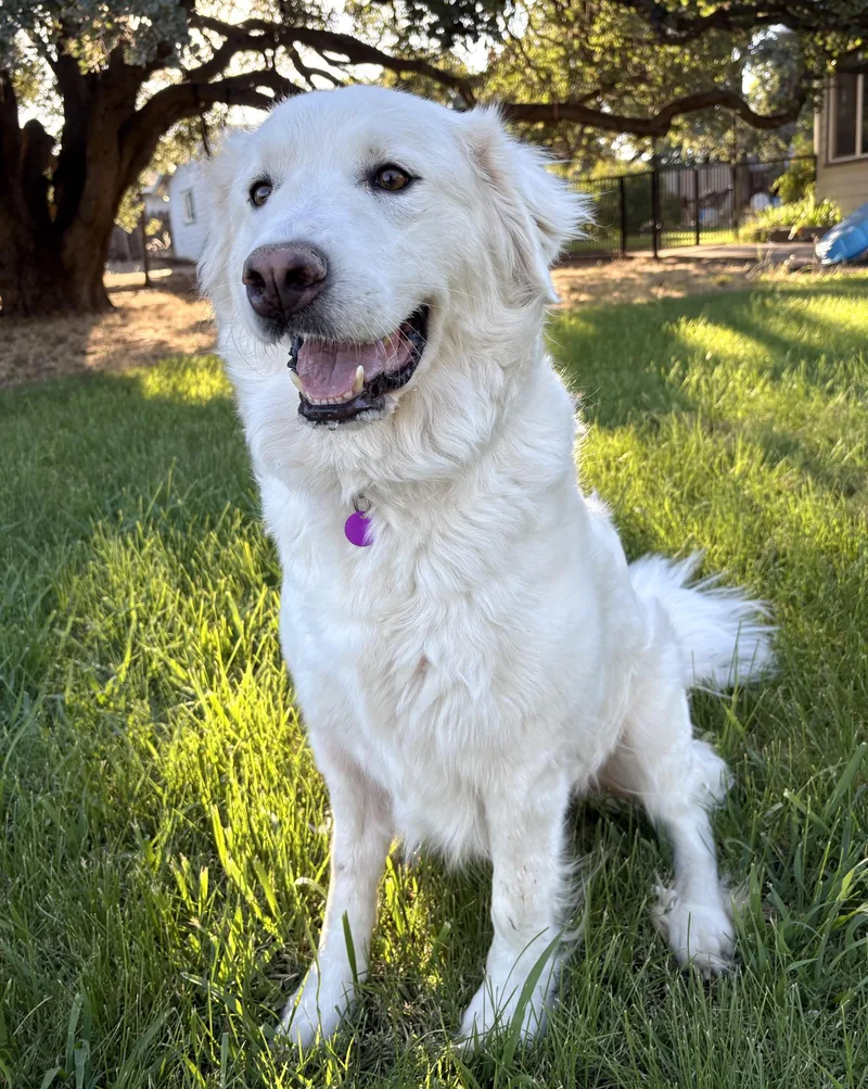 An adult large-sized female White / Cream Great Pyrenees dog named Lovie for adoption in Red Bluff, CA