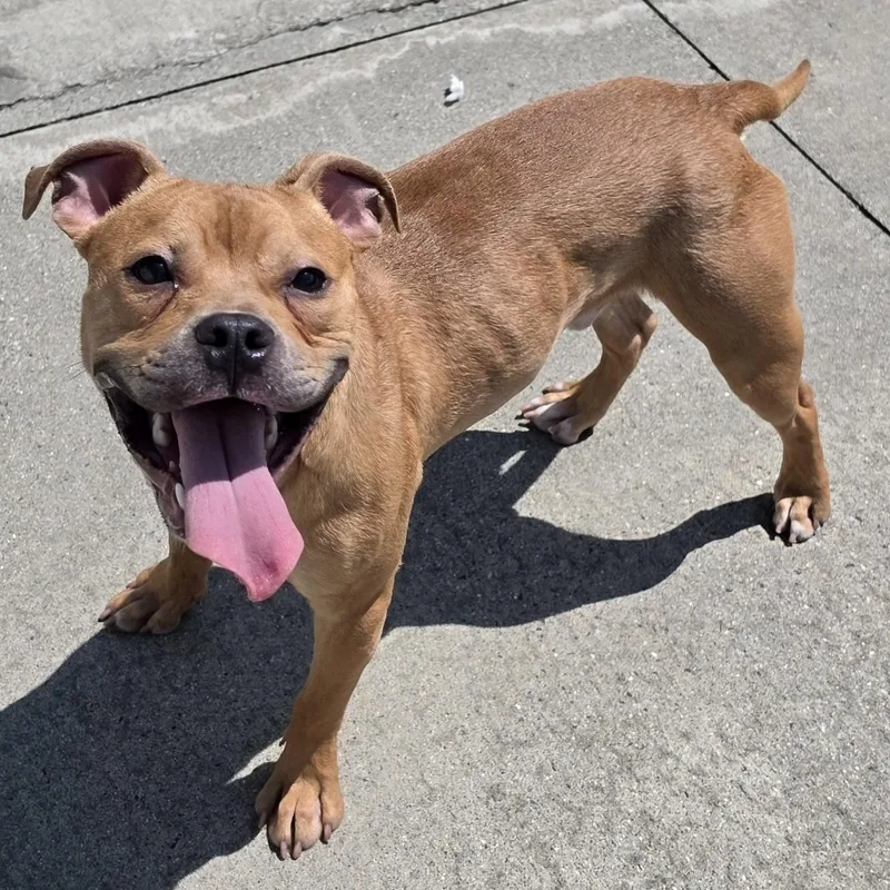 A baby medium-sized male Golden Pit Bull Terrier dog named Zaza  Cute Puppy for adoption in Meriden, CT