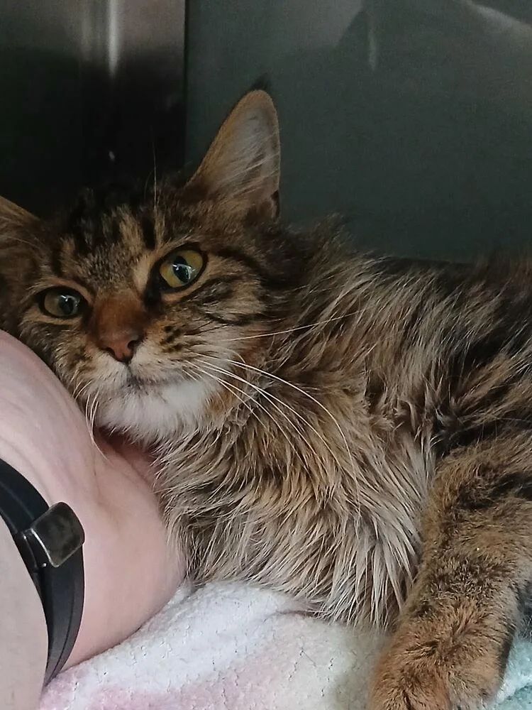 An adult medium-sized female Domestic Long Hair cat named Ember for adoption in Dickson, TN