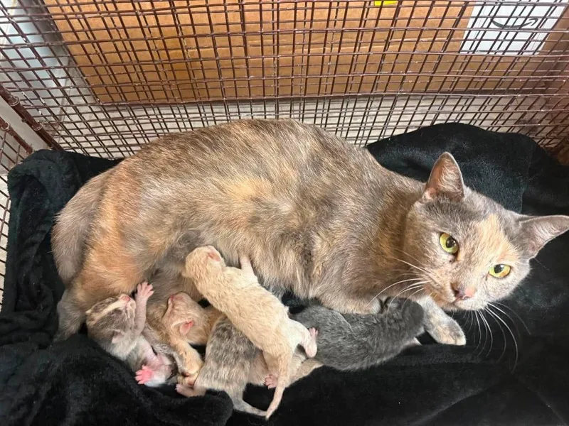 A baby medium-sized female Domestic Short Hair cat named Marshmallow for adoption in Sorrento, LA