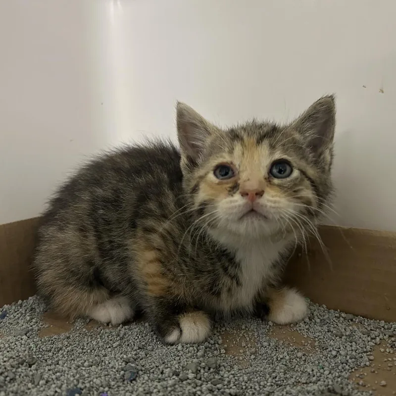 A baby small-sized female Torbie Domestic Short Hair cat named Barb for adoption in Charleston, WV