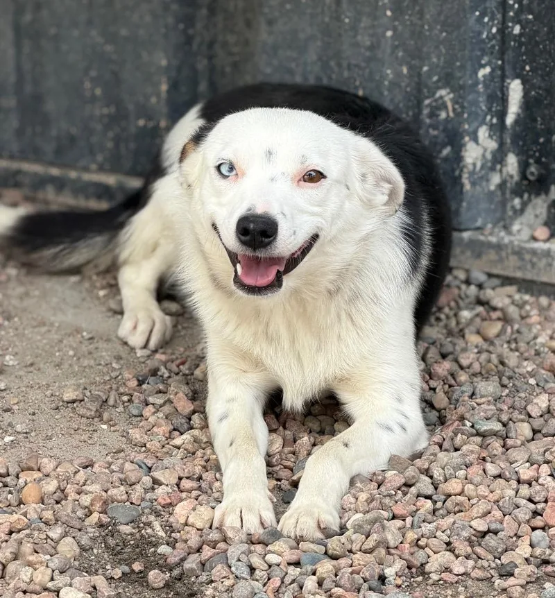 A baby small-sized male Tricolor (Brown, Black, & White) Australian Cattle Dog / Blue Heeler dog named Dio Brando for adoption in Columbus, NE