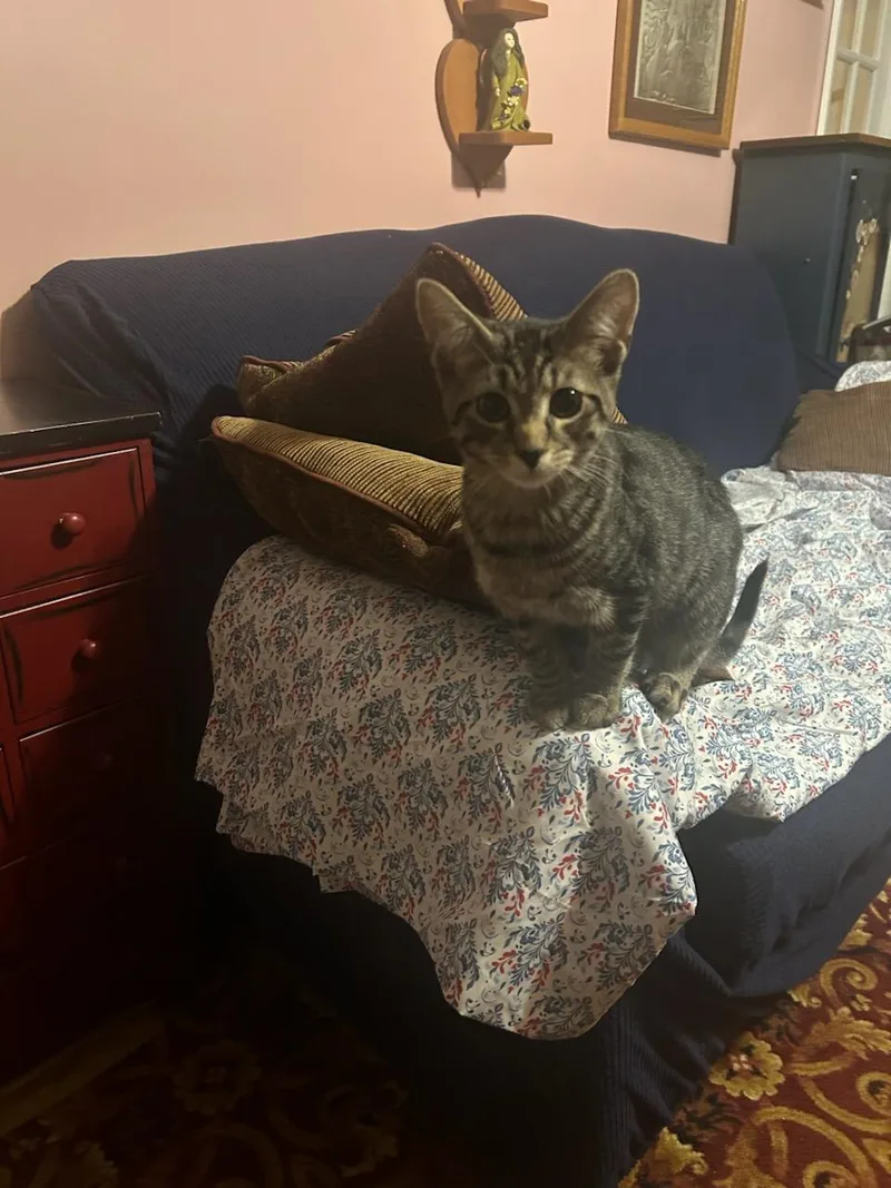 A young medium-sized male Gray & White American Shorthair cat named Charlie for adoption in Butler, PA