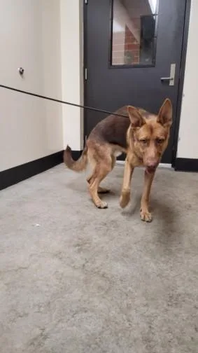 A young large-sized male German Shepherd Dog dog named Charlie for adoption in Los Angeles, CA