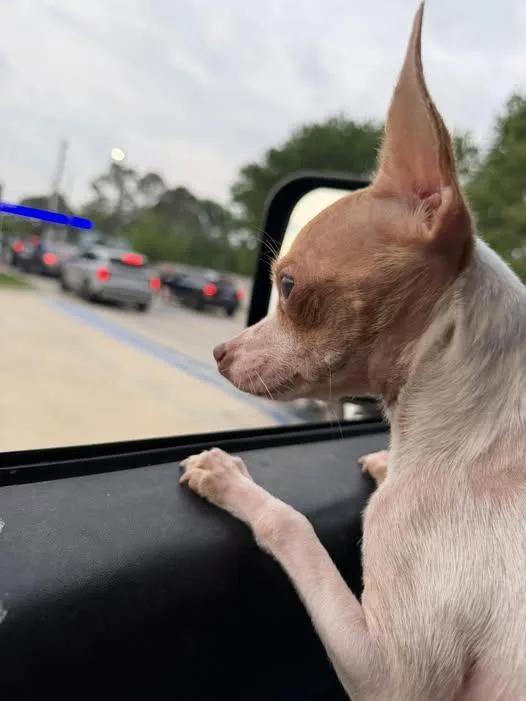 An adult small-sized female White / Cream Chihuahua dog named Princess Peaches for adoption in Broken Arrow, OK