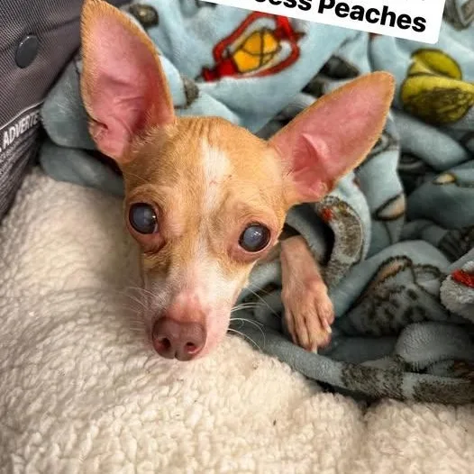 Princess Peaches thumbnail 2