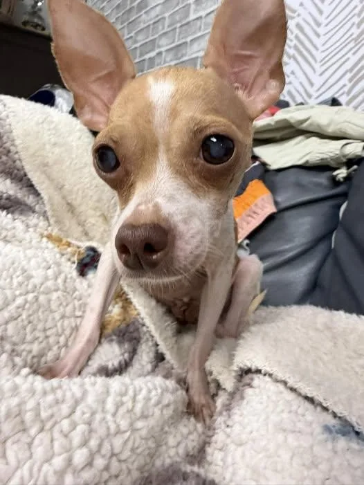 Princess Peaches thumbnail 3