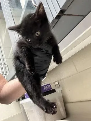 A baby medium-sized male Black Domestic Short Hair cat named Fireboy for adoption in Wichita, KS