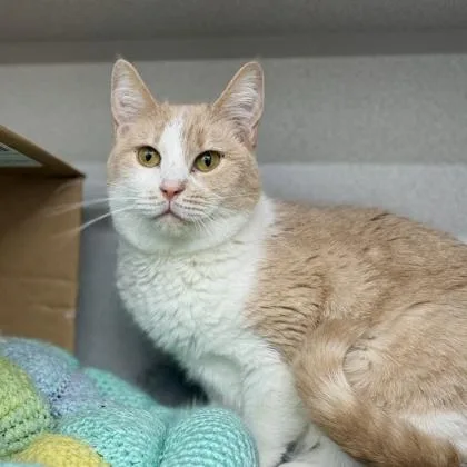 An adult small-sized female Buff / Tan / Fawn Domestic Short Hair cat named Jolene for adoption in Atlanta, GA