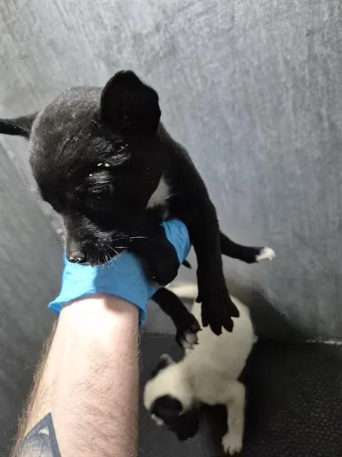 A baby small-sized male American Staffordshire Terrier dog named Amires for adoption in San Antonio, TX