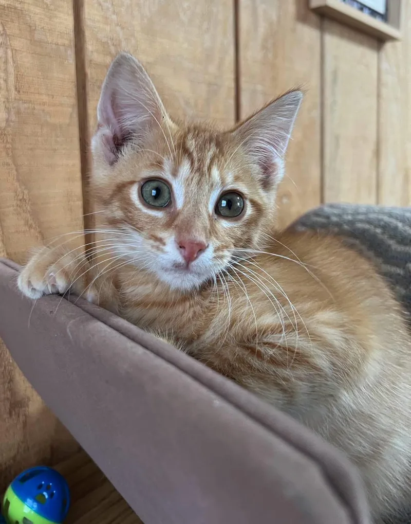 A baby medium-sized male Domestic Short Hair cat named Chase for adoption in Sullivan, MO