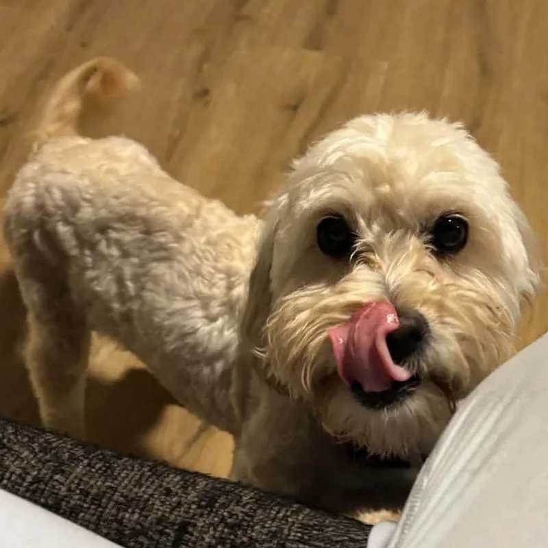 A young small-sized female Miniature Poodle dog named Star for adoption in Cherry Hill, NJ