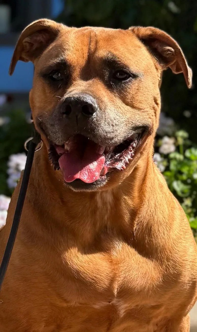 Cjay  The Goldenbachelor