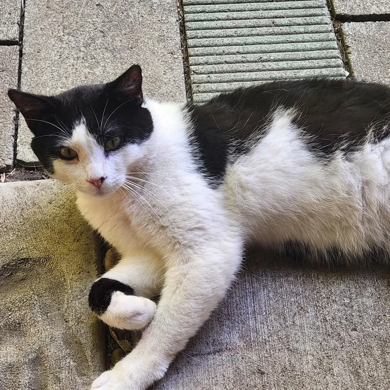An adult small-sized male Black American Shorthair cat named Found Rushford for adoption in Rochester, MN