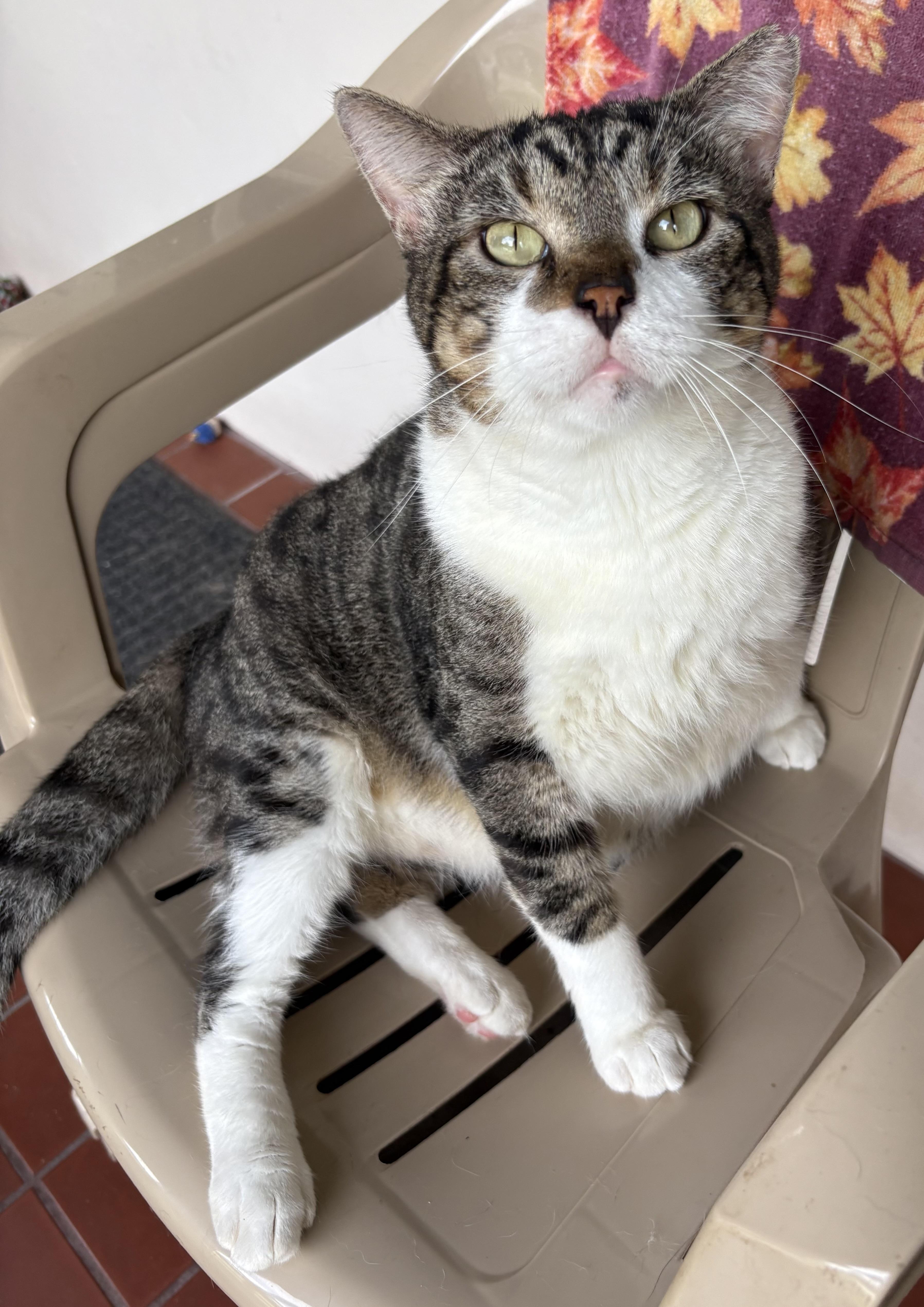 Oscar