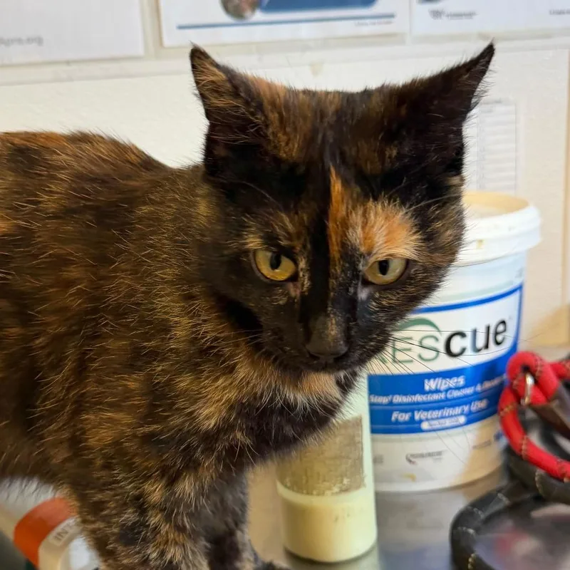 An adult medium-sized female Tortoiseshell Domestic Short Hair cat named Pickletoes for adoption in Rifle, CO