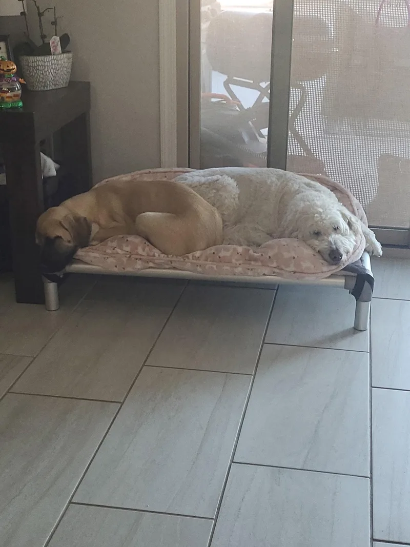 A baby extra large-sized female Mastiff dog named Winnie for adoption in Glendale, AZ