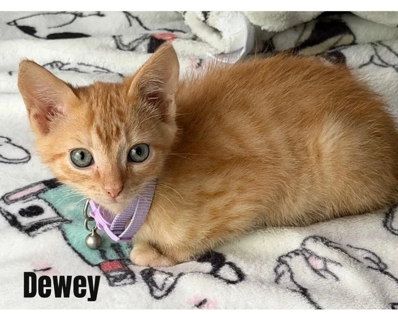 A baby small-sized male Domestic Short Hair cat named Dewey for adoption in Darien, GA