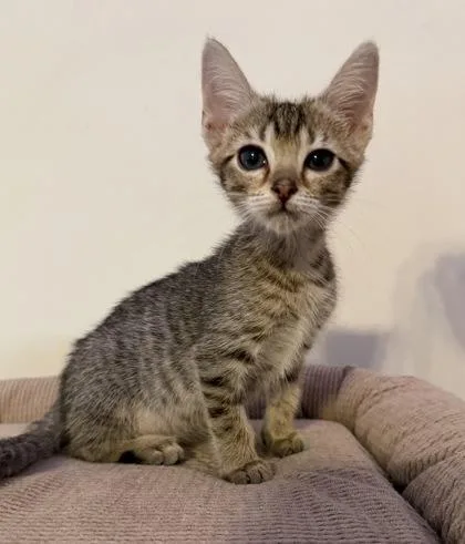 A baby small-sized male Domestic Short Hair cat named Flopsy for adoption in Chamblee, GA