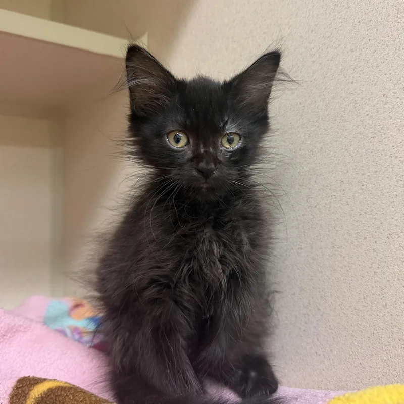 A baby medium-sized male Black Domestic Short Hair cat named Gandhi for adoption in Hudson, NY