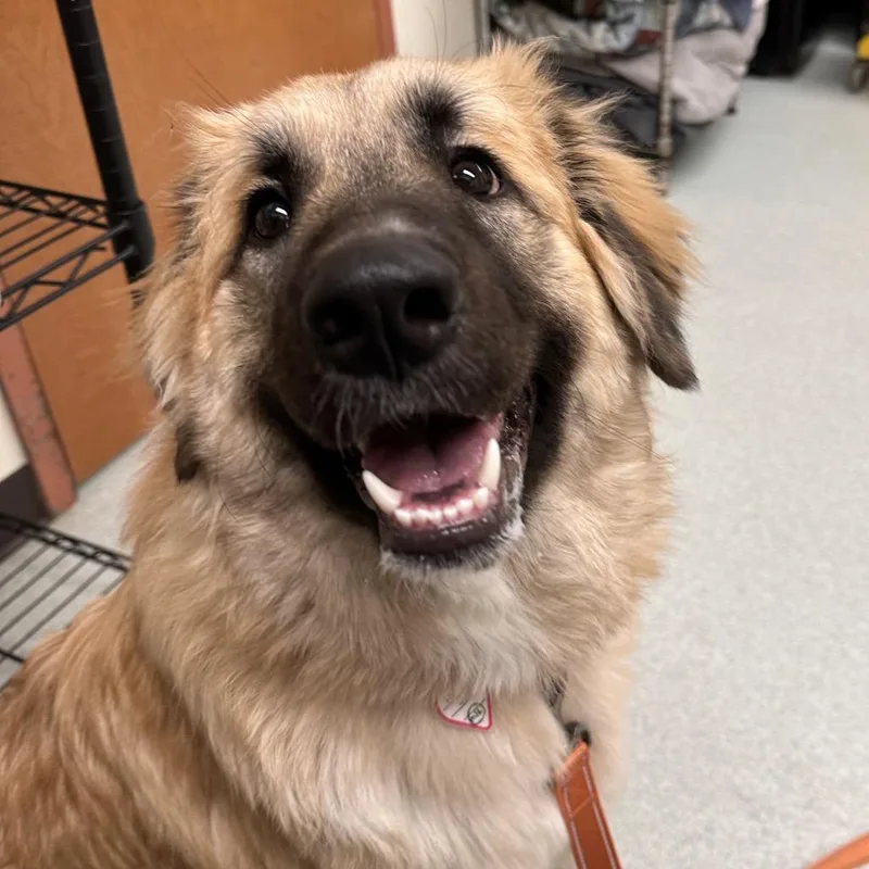 A young medium-sized female Anatolian Shepherd dog named Rollie for adoption in Springfield, MA