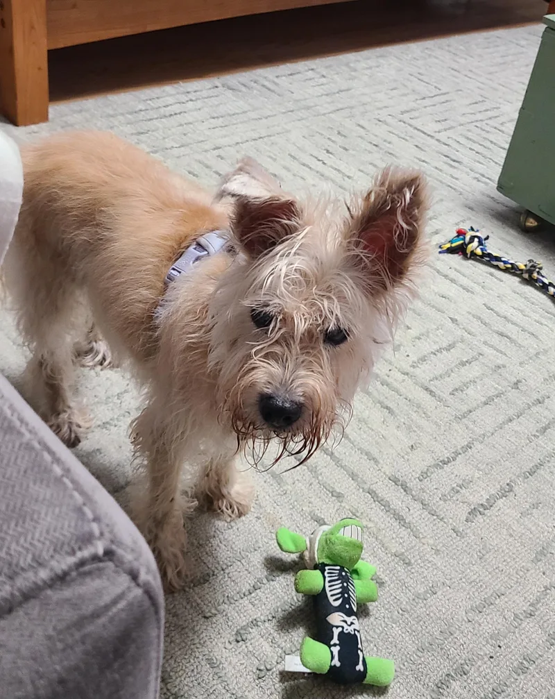 A senior small-sized female Schnauzer dog named Rita for adoption in Rockville, MD