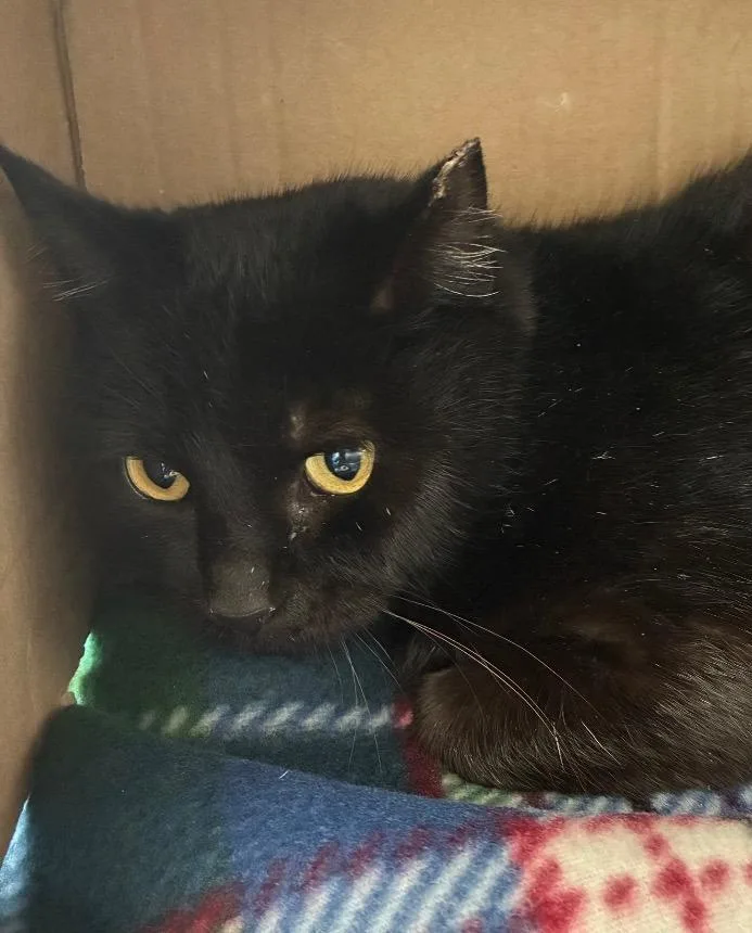 A young medium-sized female Domestic Short Hair cat named Berry for adoption in Hartsville, SC
