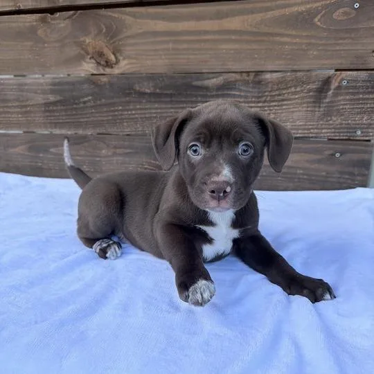 A baby small-sized male Brown / Chocolate Labrador Retriever dog named Damask for adoption in Carencro, LA