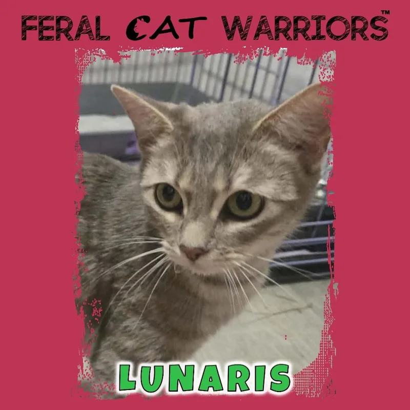 Lunaris