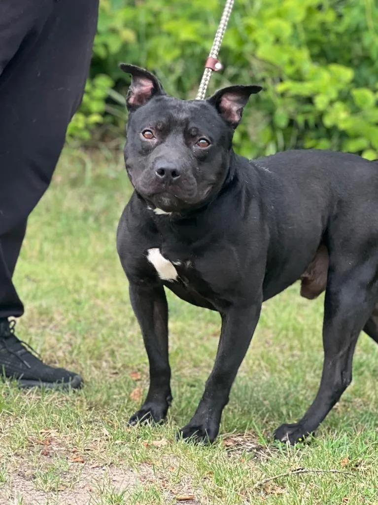 An adult medium-sized male American Bulldog dog named PeeWee for adoption in Muskegon, MI