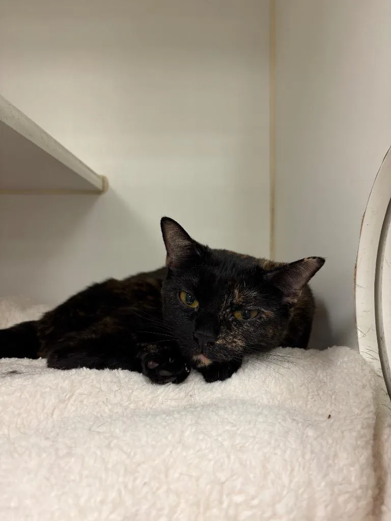 A young medium-sized female Domestic Short Hair cat named Karma for adoption in Johnson City, TN