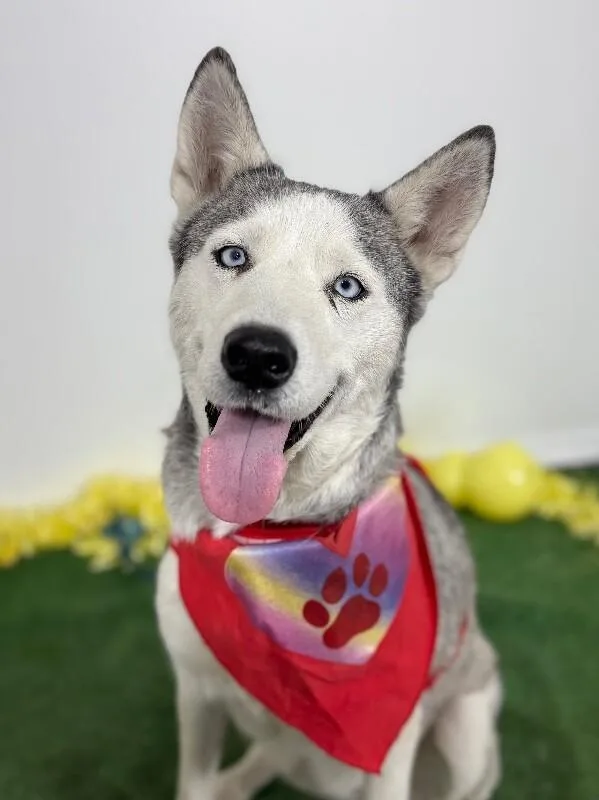 A young medium-sized female White / Cream Husky dog named Stormy for adoption in Carlsbad, CA