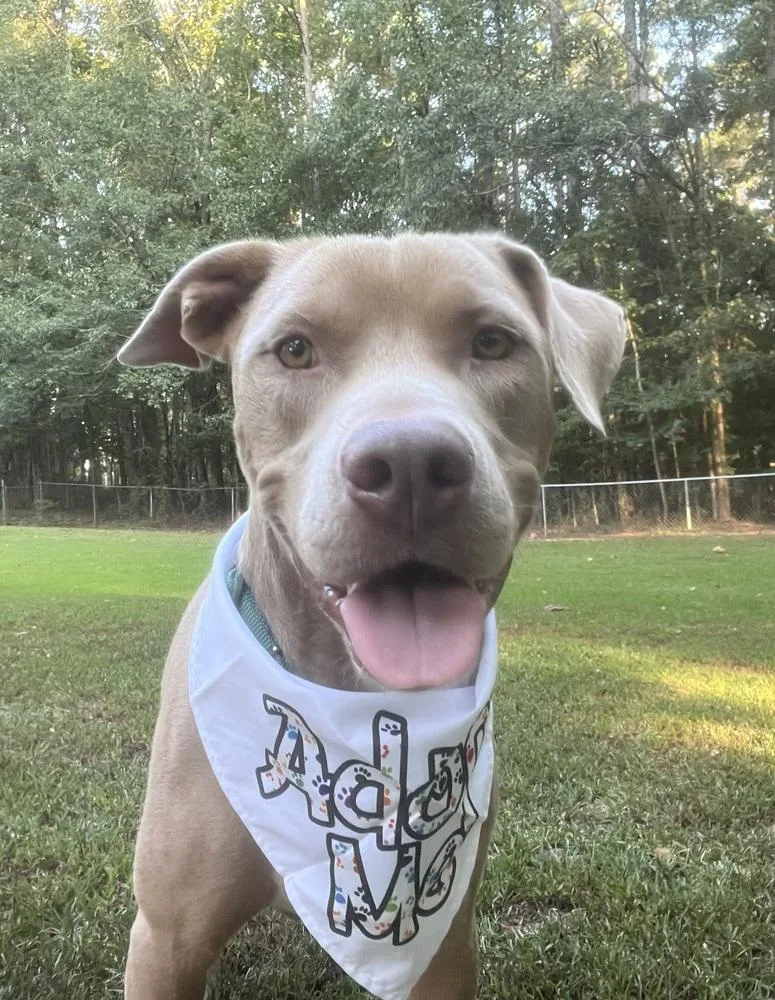 A young medium-sized male Terrier dog named Slim Jim for adoption in Hartwell, GA