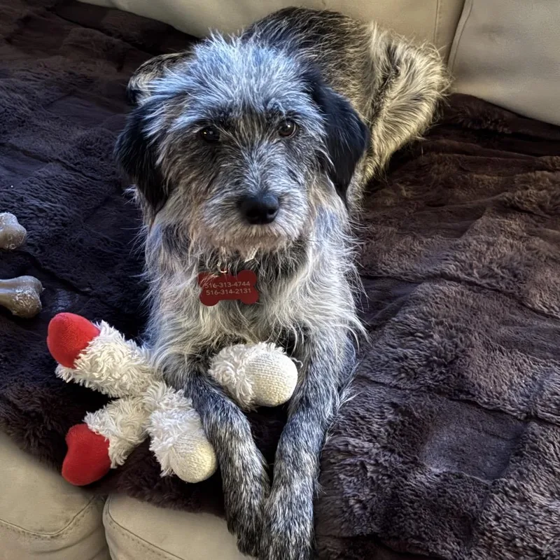 An adult medium-sized female Black Schnauzer dog named River for adoption in West Islip, NY