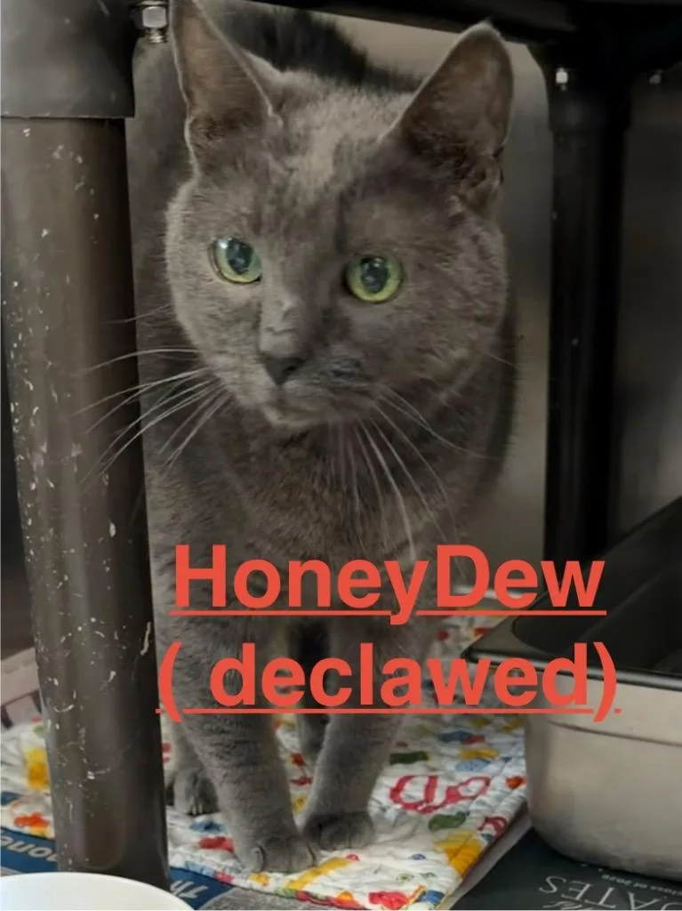 Honey Dew