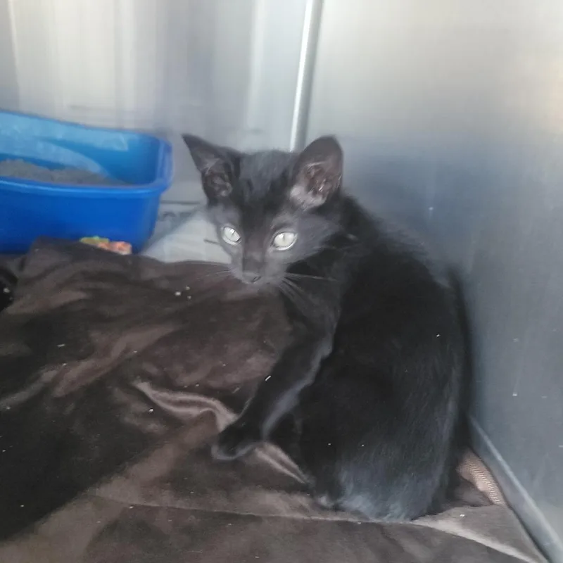 An adult small-sized male Black Domestic Short Hair cat named Hypno FKA Lake for adoption in Troy, IL