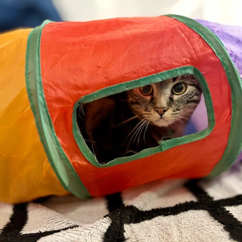 An adult medium-sized female Domestic Short Hair cat named Thirteenth for adoption in Glenwood Springs, CO