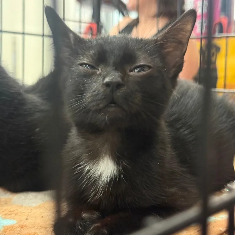 A baby medium-sized male Black Domestic Short Hair cat named Fred Astaire for adoption in Beulaville, NC