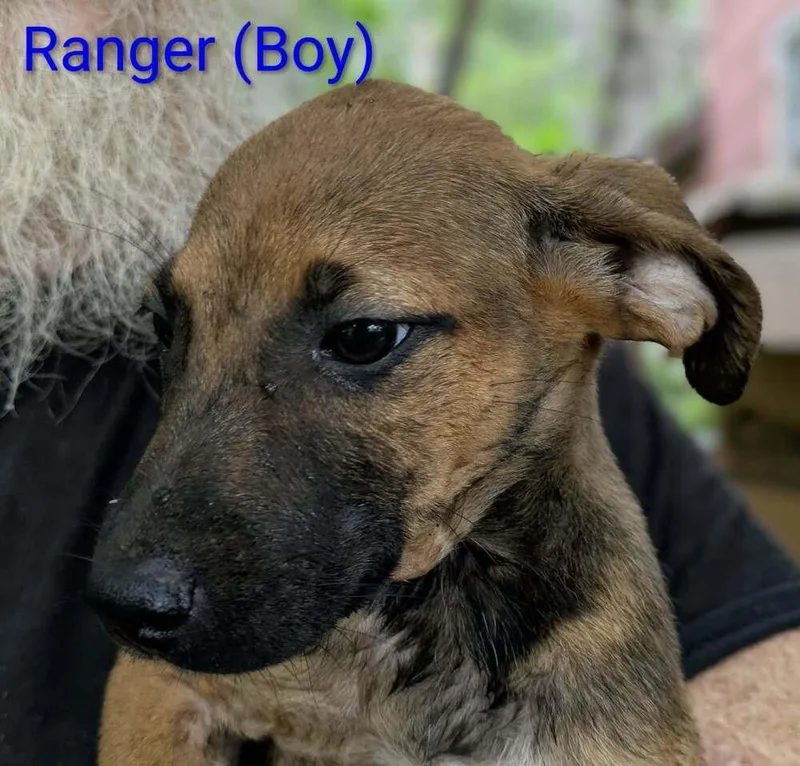 A baby large-sized male Brown / Chocolate Retriever dog named LLP Trixie : Ranger for adoption in Aurora, IN