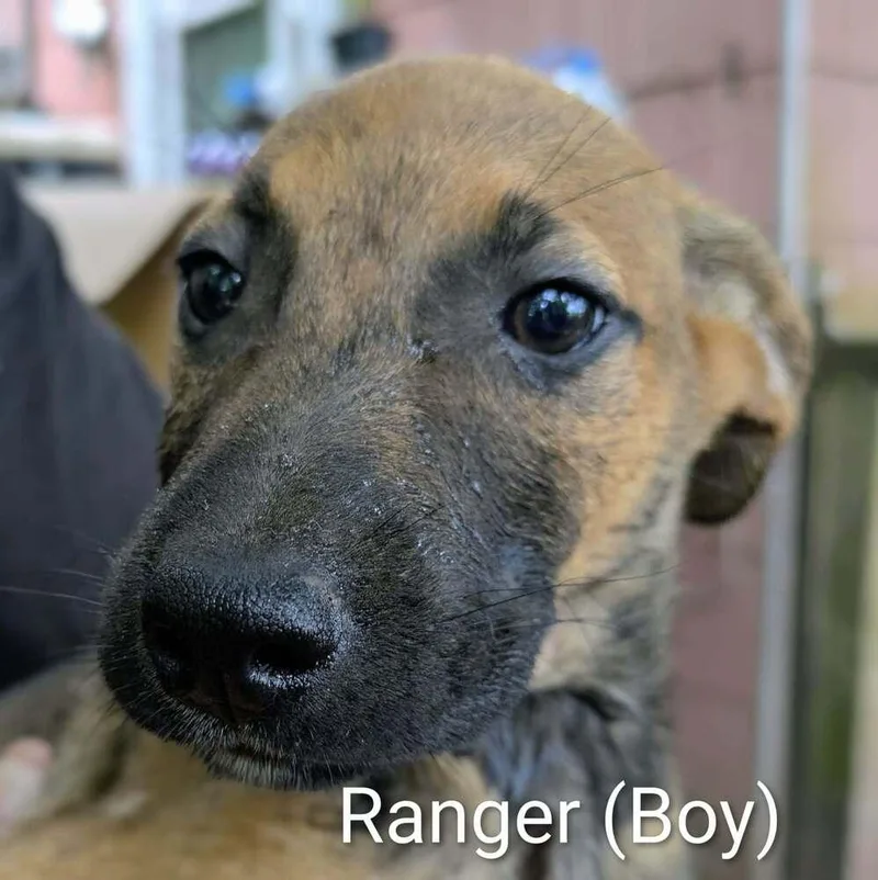LLP Trixie : Ranger thumbnail 2