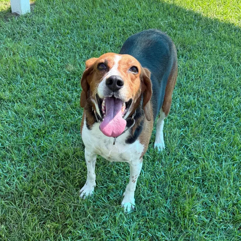 An adult medium-sized female Treeing Walker Coonhound dog named Daffney for adoption in Jacksonville, NC